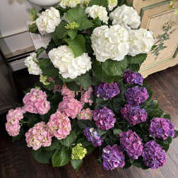 Hydrangea