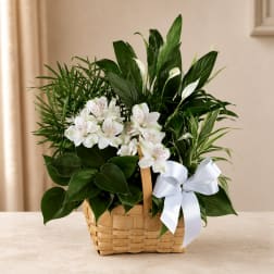 White alstroemeria in a wicker basket with lush green plants and a white ribbon