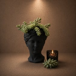 Modern Succulent Garden