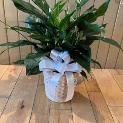 Spathiphyllum Plant