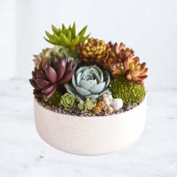 Chic Succulent Garden