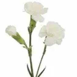 White carnations on long stems against a plain background