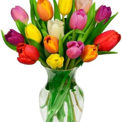 terrific tulips