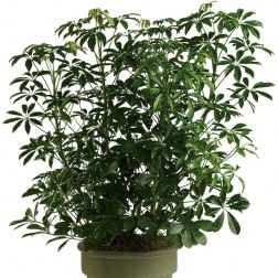 Tall potted houseplant with glossy green leaves in a light green container