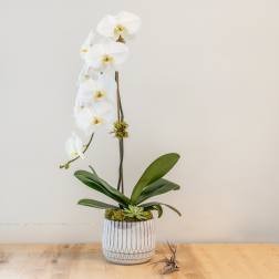 White orchid plant in a ribbed ceramic pot