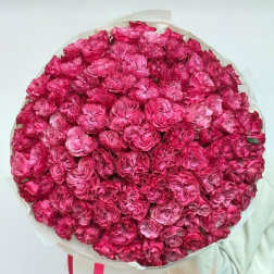 proposal bouquet of 100 pink roses