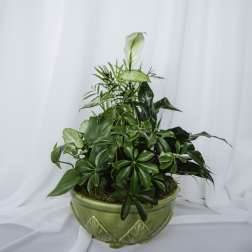 Ceramic Dish Garden 10in