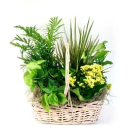 Basket of green plants with small yellow flowers
