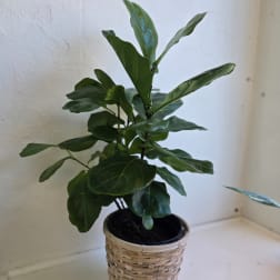 Potted fiddle leaf fig plant in a woven basket cover
