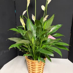 Potted peace lily with white blooms in a woven basket