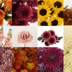 Collage of close-up flowers in orange, burgundy, yellow, pink, and cream.
