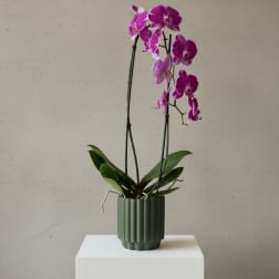 Potted purple orchid with blooms in a green ribbed planter