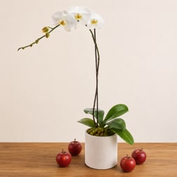 White orchid plant in a white pot with red apples on a wooden table