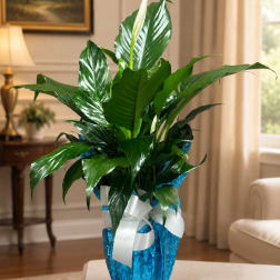 Potted green plant in a blue wrap with a white ribbon