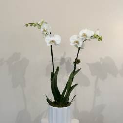 White orchid plant in a white pot