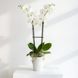 White orchid plant in a white pot with a ribbon bow