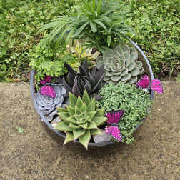 Round planter with assorted succulents and pink butterfly decorations