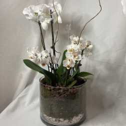 White orchids arranged in a clear glass cylinder planter