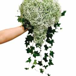 Cascade bouquet of white baby's breath with trailing ivy