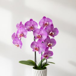Potted purple orchids in a white textured planter