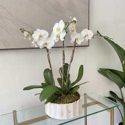 White orchid plant in a round white pot on a glass table