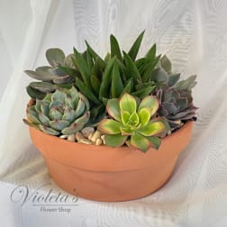 Terracotta pot filled with assorted succulents and pebbles