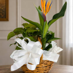 Tropical plant arrangement in a wicker basket with a white bow