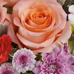 Close-up of a peach rose surrounded by pink, purple, and red flowers