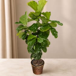 Potted fiddle leaf fig plant in a woven basket