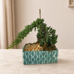 Small potted bonsai-style plant in a teal rectangular planter