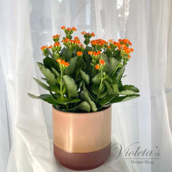 Potted succulent with orange flower clusters in a two-tone planter