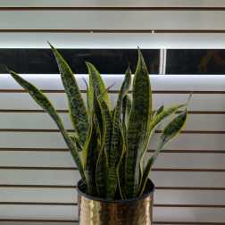 Snake Plant (Large)