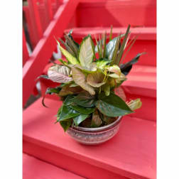 Potted tropical foliage arrangement in a small metal bowl