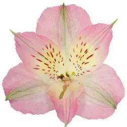 Single pink alstroemeria bloom on a white background