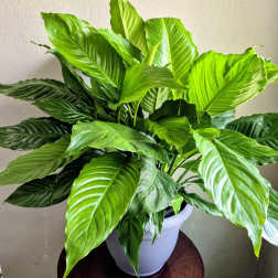 Peace Lily