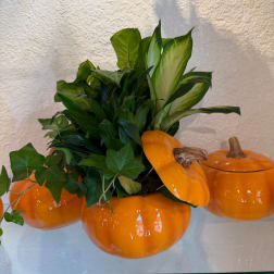Green plant arrangement in orange pumpkin containers