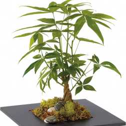 Potted money tree plant in a shallow black tray with moss and stones