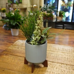 Potted succulent arrangement in a ribbed ceramic planter on a wooden stand