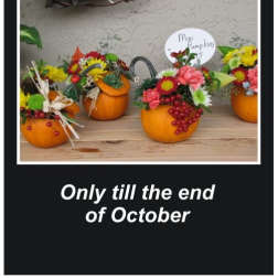 Mini Pumpkin Arrangement