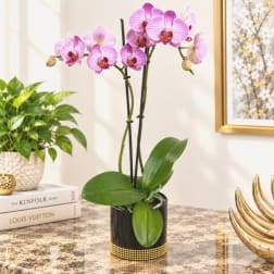 Pink orchid plant in a black pot on a tabletop