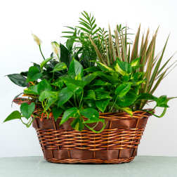 Our Henry Dish Garden