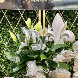 White calla lilies in a rustic basket with a sheer ribbon bow
