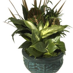 Potted tropical plant with variegated and striped leaves in a blue ceramic pot