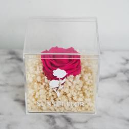 Forever Rose - Cotton Candy