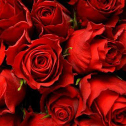 Dozen Red Roses