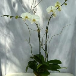 Tall white phalaenopsis orchid plant with arching stems in a white pot