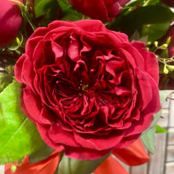 Close-up of red roses with green leaves and a red ribbon