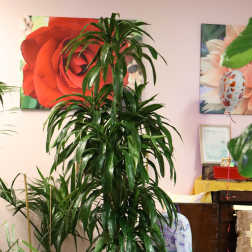 Tall potted dracaena plants in black and white containers