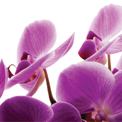 Cluster of purple orchid blooms on a transparent background