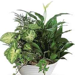 Mixed green houseplants arranged in a white bowl planter